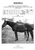 Angola-80w