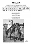 Antona-66w