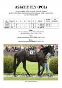 Asiatic-fly-pol-08w