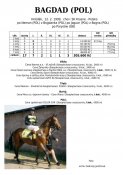 Bagdad-pol-99w