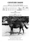 Century-daisy-77w