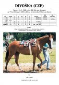 Divoska-92w