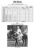 Dural-83w