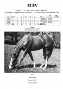 Elev-81w