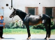 Farawaytimes_jkostal