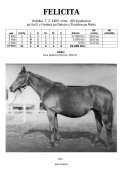Felicita-83w