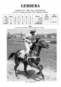 Gerbera-83w