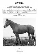 Gvara-88w