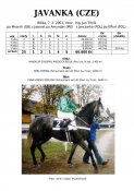 Javanka-01w
