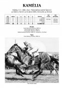 Kamelia-62w