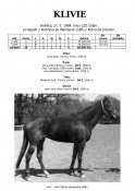 Klivie-88-agadir-w