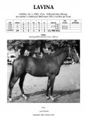 Lavina-82w