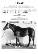 Lenap-83w