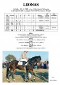 Leonas-89w