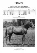 Lignea-82w