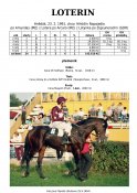 Loterin-91-am-w