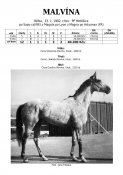 Malvina-82w