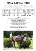 Maly_kapral-pol-2008w