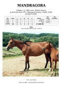 Mandragora-90-ads-w