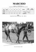 Marchio-89-agytroszt-w