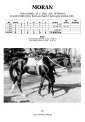 Moran-81w