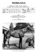 Morgana-87-agadir-w