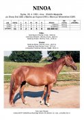 Ninoa-91w