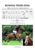 Russian_tiger-svk-12w
