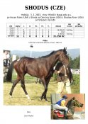 Shodus-03w