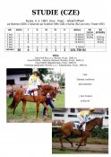 Studie-97w