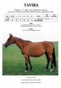 Tavira-85w