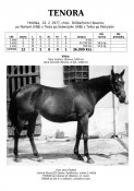 Tenora-77w