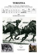 Terezina-79w
