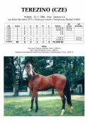 Terezino-96-ads-w