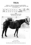 Tilia-81w