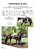 Tontekin-94-ads-w