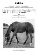 Vakra-81w