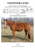 Valentinka-97w