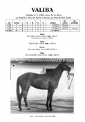 Valiba-83-agadir-w