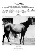 Valoria-84w