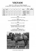 Vigvam-83-abad-w