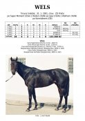 Wels-91w
